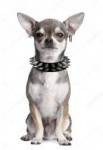 depositphotos10879546-stock-photo-portrait-of-chihuahua.jpg