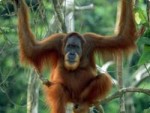 orangutang0.jpg.png