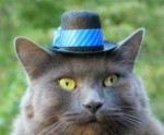 hats-for-cats1.jpg