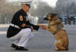 0830metmilitary-dog.jpg