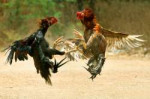 COCKFIGHT[1].jpg