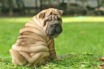 Sharpeipuppy(age2months).jpg