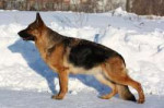 germanshepherd03.jpg