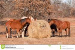 horses-eating-hay-off-large-round-bale-winter-pasture-45327[...].jpg