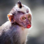 depositphotos70254469-stock-photo-funny-monkey-with-a-red.jpg