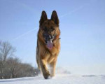 german-shepherd-winter.jpg