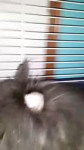 04. [rodents] BonbiOther.mp4