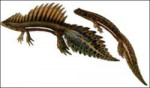 Triturus vittatus.jpg