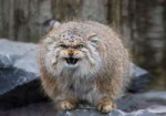 manul.jpg