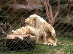 White Lions at Mirage.webm