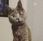 surprised-cat-hydrocephalus-kevin-theadventuresofkev30.png