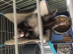 2019-02-22 ferret1.jpg