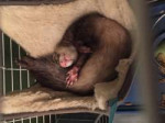 2019-02-28 ferret.jpg