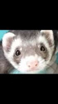 2019-03-15 ferret.png