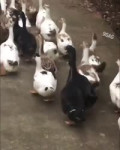 duckjazz.mp4