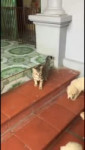 cat.mp4