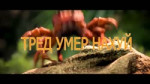 ТРЕД УМЕР НАХУЙ.mp4