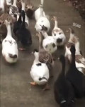 duckjazz.mp4