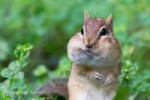 chipmunk[1].jpg