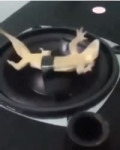 lizardfull.webm