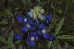 houstonwashingtonthe-bluebonnetflowermorningdewwashington.jpg