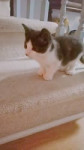 TChallaandKorin.10weeks.7toedbeans.catskittenspetsoftiktoks[...].mp4