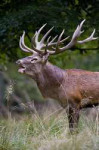 266px-Reddeerstag2009denmark.jpg