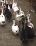 duckjazz.mp4