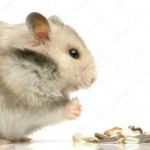 depositphotos10862519-stock-photo-hamster.jpg