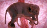 in-womb-elephant.jpeg