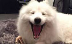 winterandalaskathesamoyeds.jpg