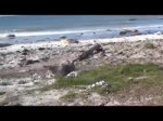 Elephant Seal Rolls Down Hill.mp4