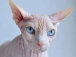 sphynx-cat-wallpapers-4.jpg