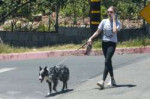 amanda-seyfried-walking-her-dogg-in-hollywood-08-02-2019-7.jpg