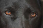 dogs-eyes-2183253960720.jpg