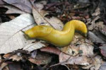 BananaSlug3072x2048.jpg