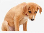 124-1245282sad-dog-png-clipart-royalty-free-stock-sad.png