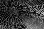 spider-silk.jpg