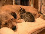 Cats-and-Dogs-Sleeping-Together-Are-so-Cute-Youll-Melt-07.jpg