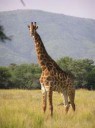 265px-Giraffestanding[1].jpg