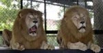 mad-shocked-lions.jpg