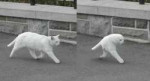 ike130508streetviewcat05.jpg