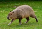 capibara.jpg