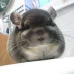 perfectly-round-chinchilla-camerons-chinchillas-05.jpg