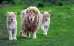 1442095-lion-animals-wallpaper-images-dowload.jpg