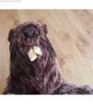 cheap-ikea-klappar-beaver-soft-toy-plush-brown-novelty-toy-[...].jpg