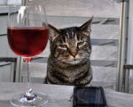 cute-cat-with-red-wine.jpg