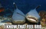 shark-feel-photo-u1.jpeg