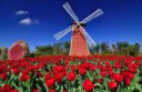 mill-among-tulips.jpg