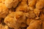 1024px-SomeChicks.jpg